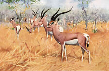 Oil painting Friedrich+Wilhelm+Kuhnert-Grant's+Gazelle wild animals in landscape picture