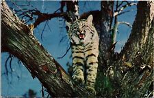 Close View Wild Cat Climbing Tree Wonderful Wyoming Postcard WOB Note c1960 PM picture