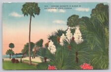 Postcard Spanish Bayonets in Bloom Sunshine State FL picture