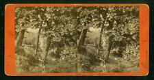 a686, Anon Stereoview, # -, Picnic near Genesse River, Rochester, NY, 1860s picture