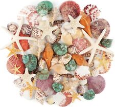 Sea Shells Mixed Ocean Seashells, 1.2