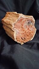 Petrified Forest Fossil Wood, Stunning Museum Quality Log Section picture