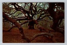 John's Island SC-South Carolina, The Angel Oak, Tree, Vintage Postcard picture
