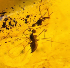 Burmese Amber Mosquito x 2 Inclusions includes 4x Magnifying Case picture