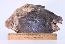 Huge Fossil Dinosaur Polished Blue Gembone 1878 gms Morrison Fm. Utah UT COA5708 picture