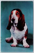 Basset Hound Dog Illustration Pet Photograph Sad Face Postcard picture