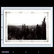 Vintage Photo LANDSCAPE FOREST TREES DECORATIVE BORDER picture