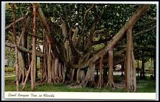 Postcard Giant Banyan Tree In Florida Naples FL Z32 picture