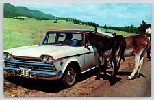 Postcard - Roaming Donkeys - Black Hills, South Dakota - c 1960s, Unposted (E1) picture