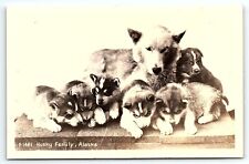 1930s ALASKA HUSKY FAMILY PUPPIES SLED DOGS KODAK PHOTO RPPC POSTCARD P2415 picture