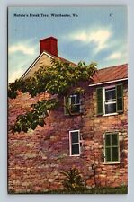 Winchester VA-Virginia, Nature's Freak Tree, Vintage Linen Postcard picture