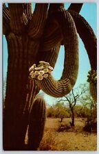 Postcard Saguaro, Giant Cactus In Bloom, Arizona Unposted picture