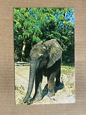Postcard Naples FL Caribbean Gardens Baby African Elephant Jungle Larry's Safari picture