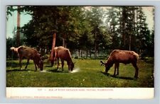 Tacoma WA-Washington, Elk Grazing At Point Defiance Park Vintage Postcard picture