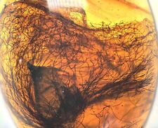 Rare Dandelion seed, Fossil inclusion in Burmese Amber picture