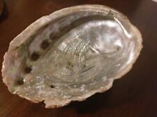 MASSIVE Vintage Trophy Red Abalone Shell Haliotis Rufescens picture