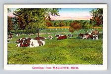 Marlette MI-Michigan, Scenic Herd of Cow, Greetings, Antique Vintage Postcard picture