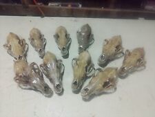 10 Real Beetle Coyote Skulls picture