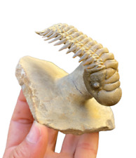 High quality Flying Trilobite Fossil from Morocco: A Piece of Natural History picture