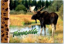 Postcard - Bull Moose - Minnesota picture