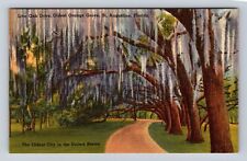 St Augustine FL-Florida, Live Oak Drive, Old Orange Grove, Vintage Postcard picture