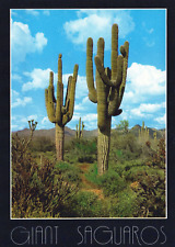 Giant Saguaros Cacti Desert Arizona 4x6 Postcard picture