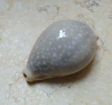 F Cypraea camelopardalis  red sea shell F++++ 79.7 mm clear dots superb lyncina picture