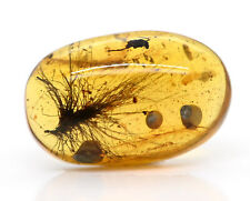 Rare Dandelion seed, Fossil Inclusion in Burmese Amber picture