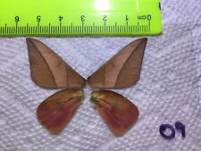 LPSA2  09  A+/ A   Adeloneivaia   ? Saturniidae Moths picture