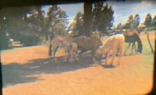 OE15 ORIGINAL KODACHROME  35MM SLIDE Family of horses grazing on a ranch picture
