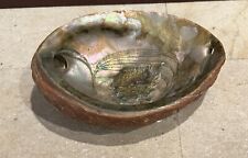 Green Abalone Clam Sea Shell One Side picture