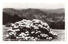 RPPC Great Smoky Mountains National Park Postcard Rhododendron in Full Bloom Unp picture