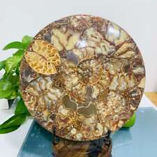 907g Natural Ammonite Fossil Quartz Disc Crystal Mineral Specimen Decoration picture