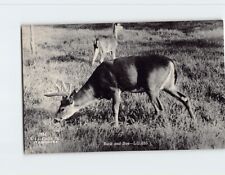 Postcard Buck & Doe Greetings from Houghton Lake Michigan USA picture