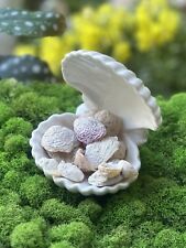 Wholesale 1 LB Corrugated Leafy Jewel Box Seashells, Bulk Lot Crafting Shells picture