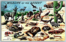 Wild Life in Southwestern Desert - Vintage Postcard - Posted picture