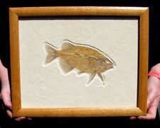 EXTINCTIONS- BEAUTIFUL FRAMED CARNIVEROUS PHAREODUS FOSSIL FISH W/ GREAT TEETH picture