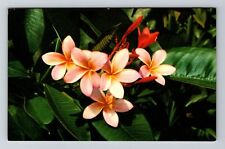 Honolulu HI-Hawaii, Pink Plumeria, Scenic Flower, Vintage Postcard picture