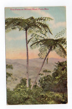 DB Postcard, Tree Ferns on Military Road, Porto, Puerto Rico picture