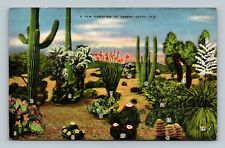 Postcard - A Few Varieties of Desert Cacti Cactus picture