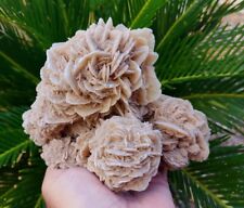 2.5 LB Spectacular Large 6 Inch Clustered Selenite Crystal Rosettes - Mexico picture