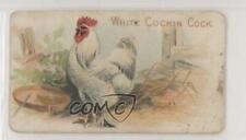 1907 Philadelphia Caramel Zoo Chickens E31 White Cochin Cock z6d picture