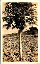 RPPC Papaya Trees 1920s HI Hawaii Territory TH Postcard UNP D10 picture