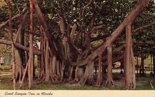 Punta Gorda FL Florida, Giant Banyan Tree in Florida, Vintage Postcard picture