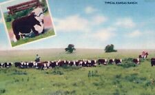 Typical Kansas Ranch Cattle Linen UNP Postcard picture