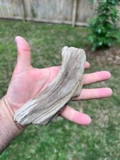 Texas Petrified Wood 6x3x2 Natural Rotted Curved Tree Limb Vine Fossil Piece picture