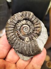 LARGE ARNIOCERAS sp AMMONITE WHITBY YORKSHIRE  FOSSIL picture