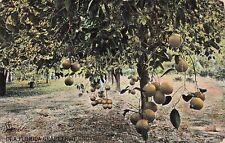 Central Florida Citrus Grapefruit Groves Farm Orchards Harvest Vtg Postcard E26 picture