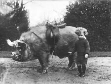 Antique Child Walking Pig Photo 1251 Oddleys Strange & Bizarre picture