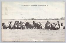 Chincoteague Island Virginia, Ponies Going for a Swim, Vintage Postcard picture